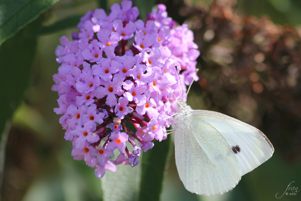 Kohlweissling an Fliederblüten