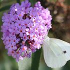 Kohlweissling an Fliederblüten