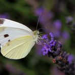 Kohlweißling an Lavendel