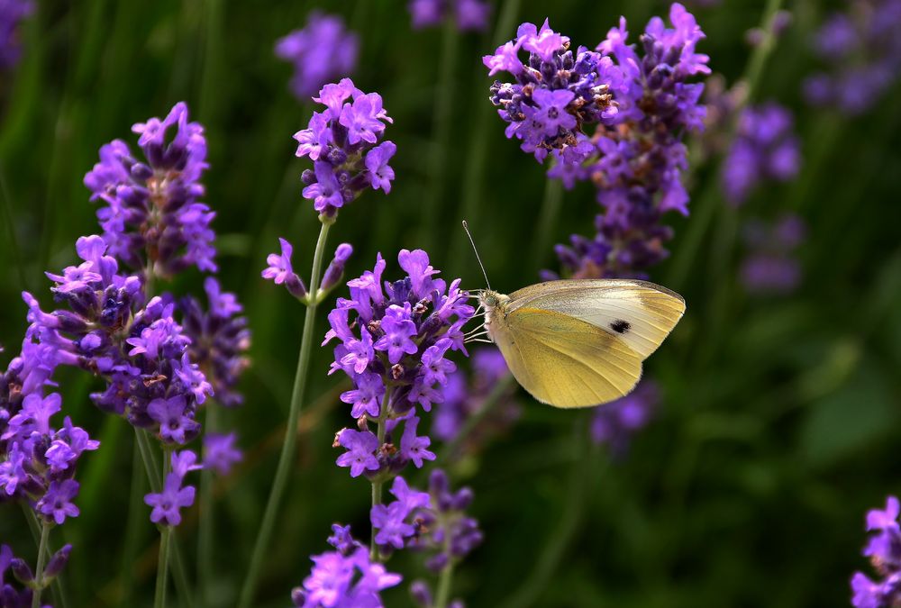 Kohlweißling an Lavendel