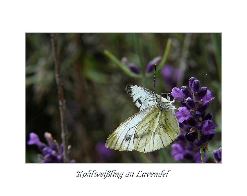 Kohlweißling an Lavendel