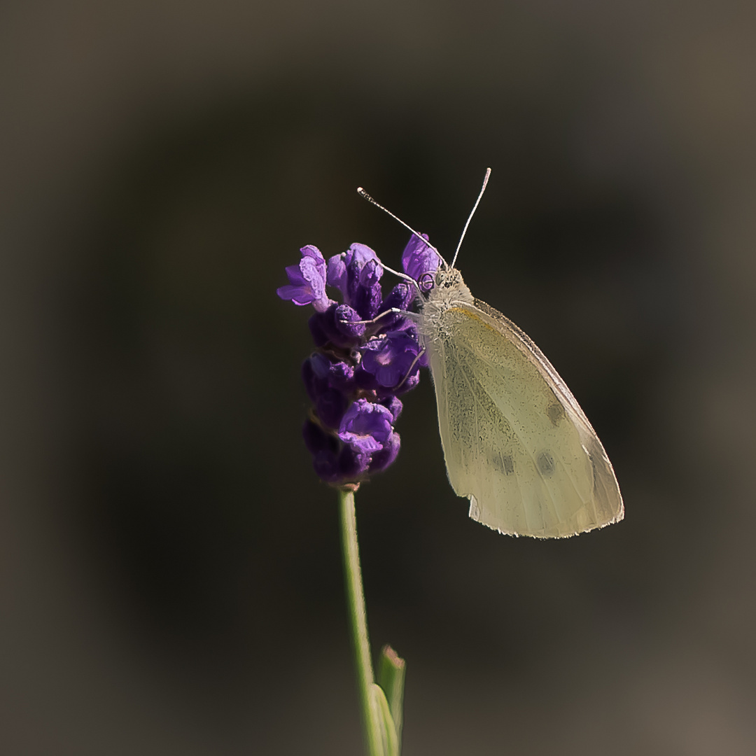 Kohlweißling an Lavendel