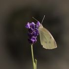 Kohlweißling an Lavendel