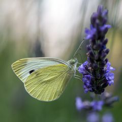 Kohlweißling an Lavendel