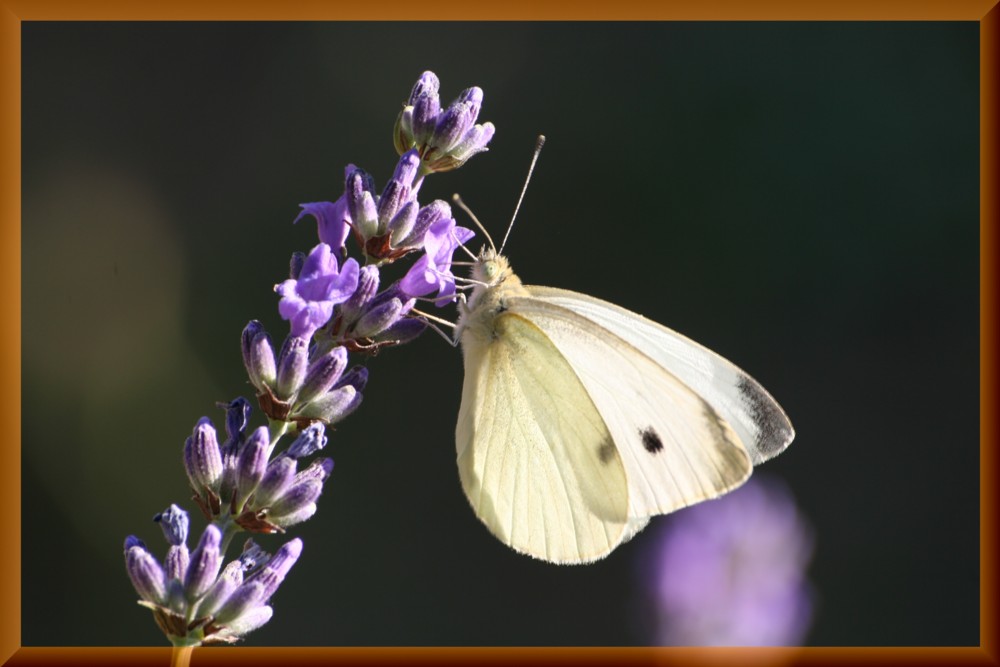 Kohlweißling an Lavendel.....würde der Koch sagen