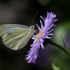 Kohlweissling auf Aster