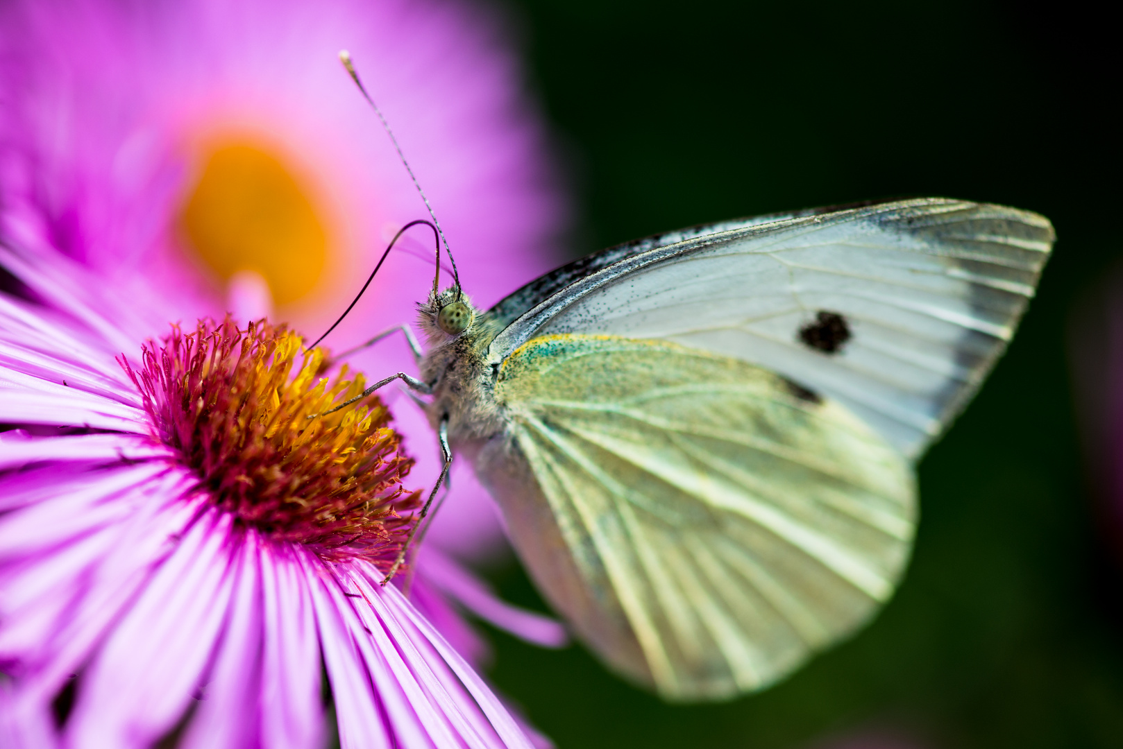 Kohlweißling auf Aster