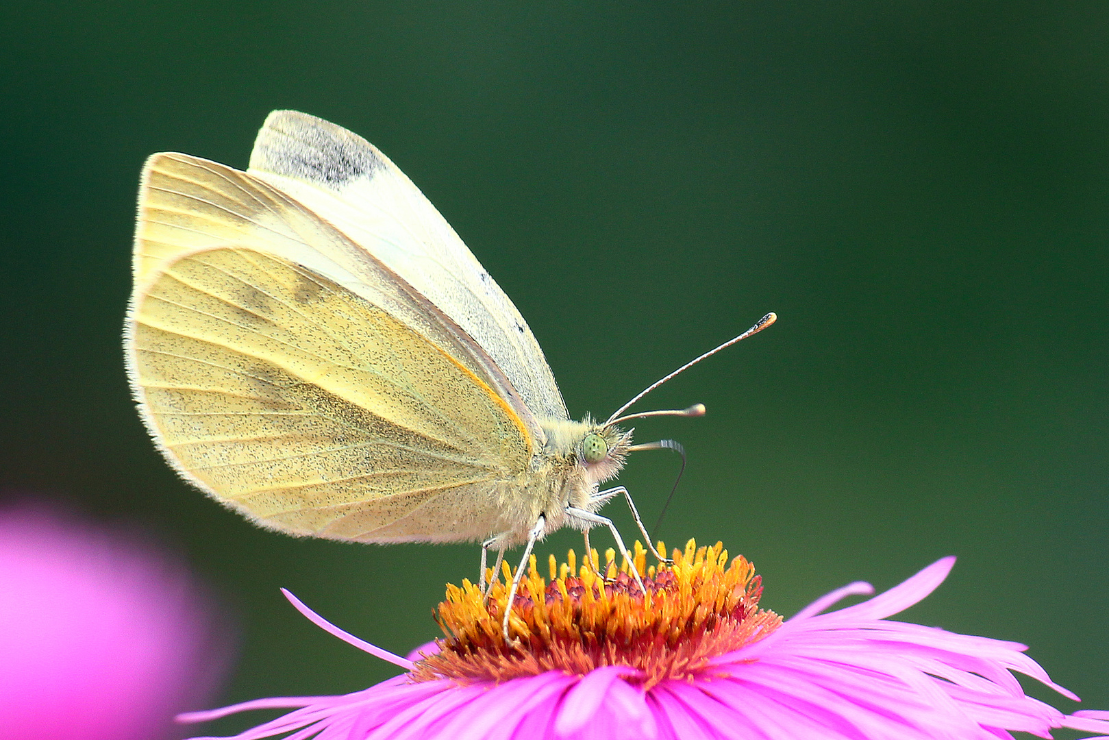 Kohlweißling auf Asterblüte