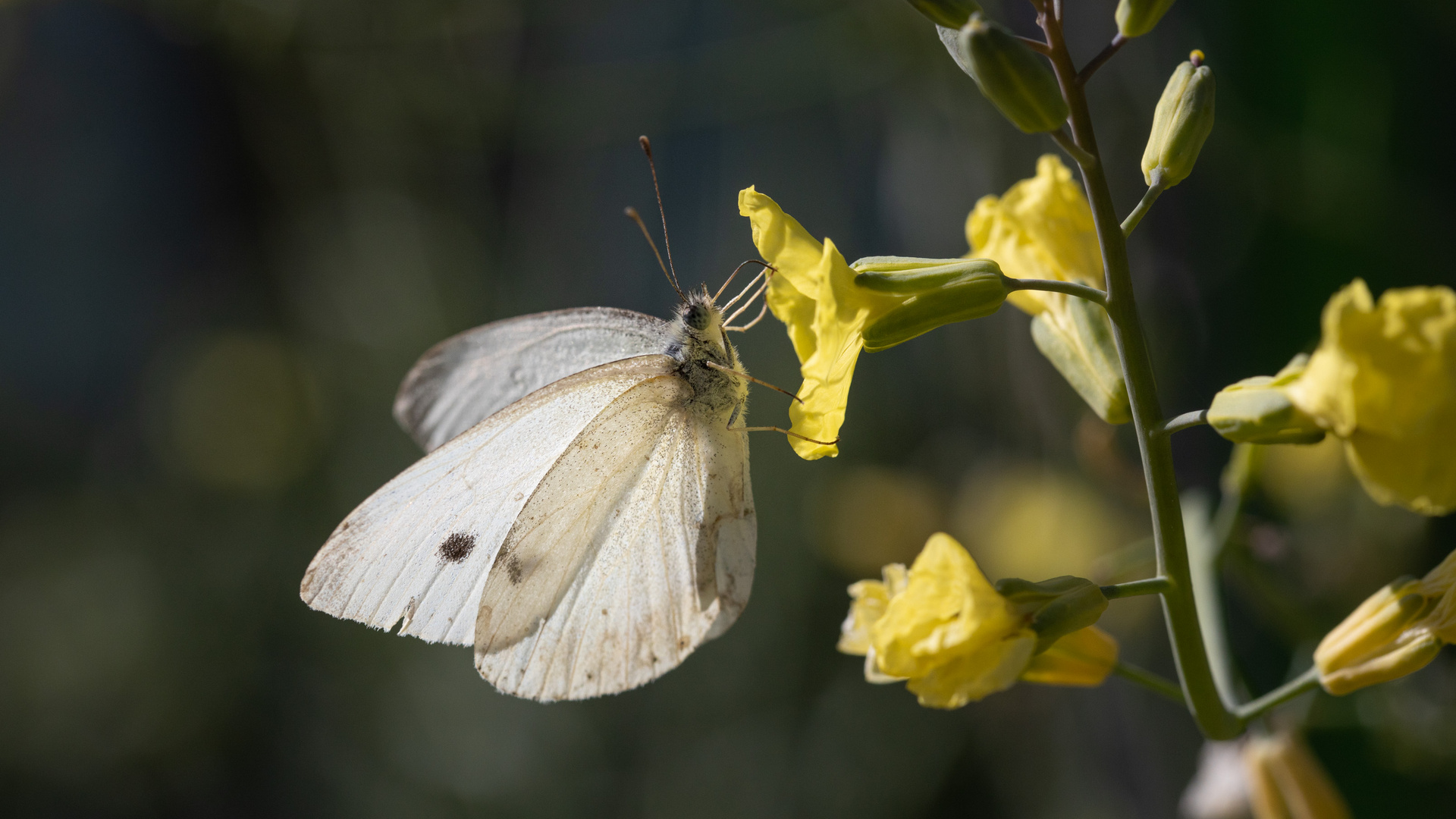 Kohlweißling auf Blüte