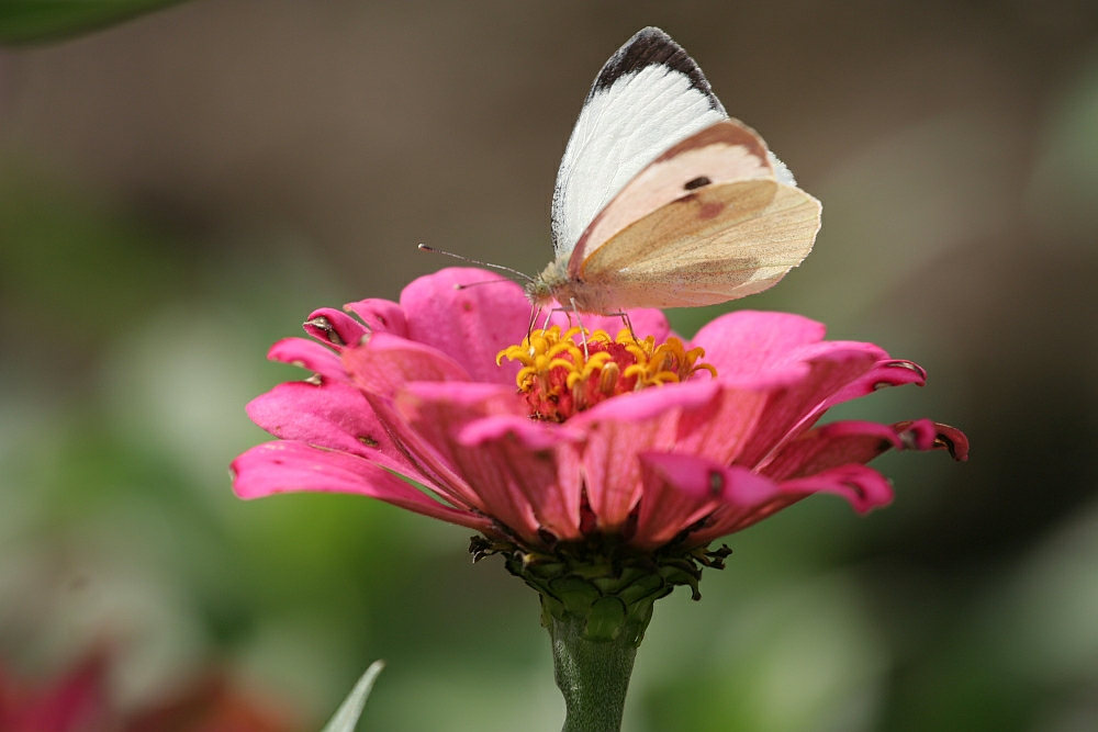 Kohlweissling auf Blüte