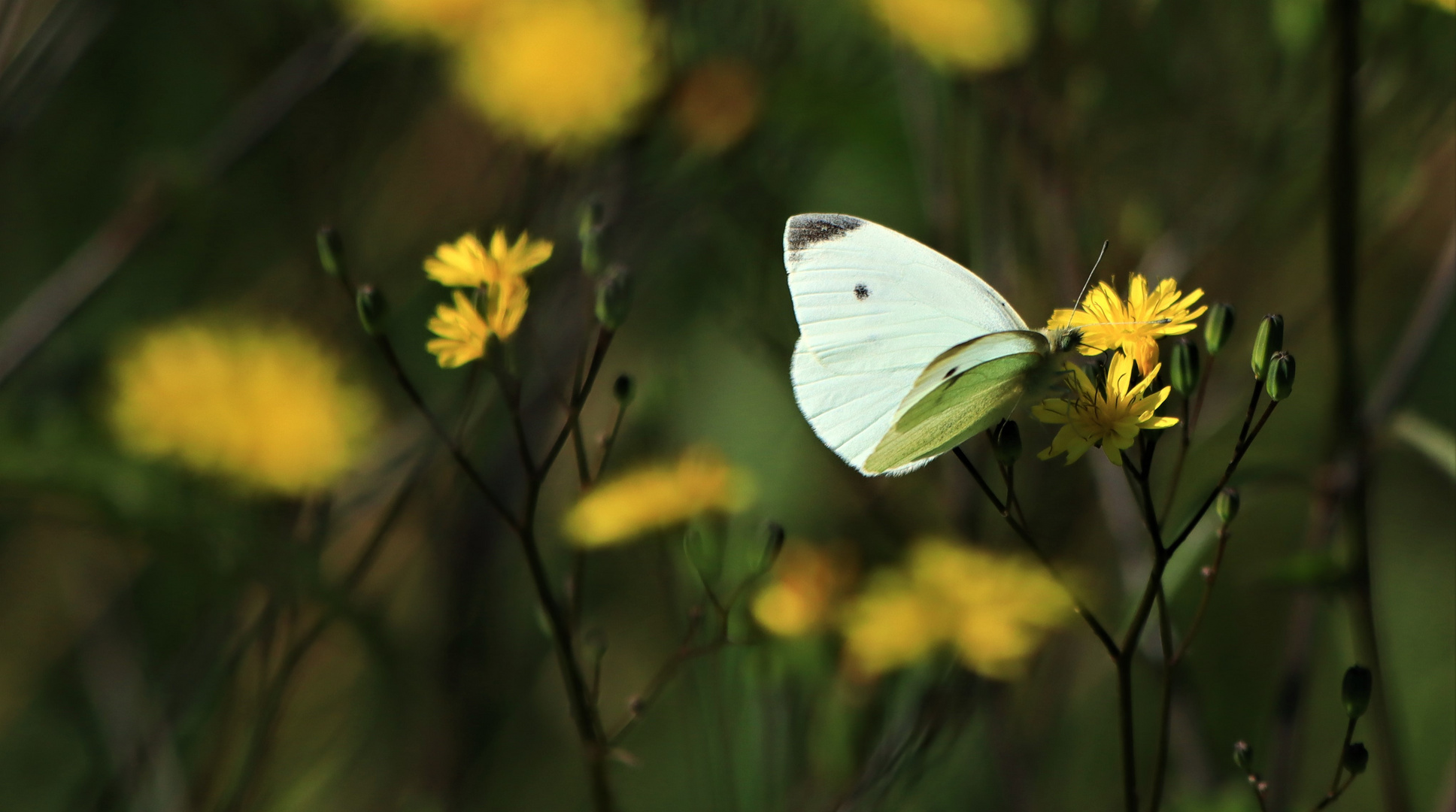 Kohlweißling auf Blüte