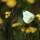 Kohlweißling auf Blüte