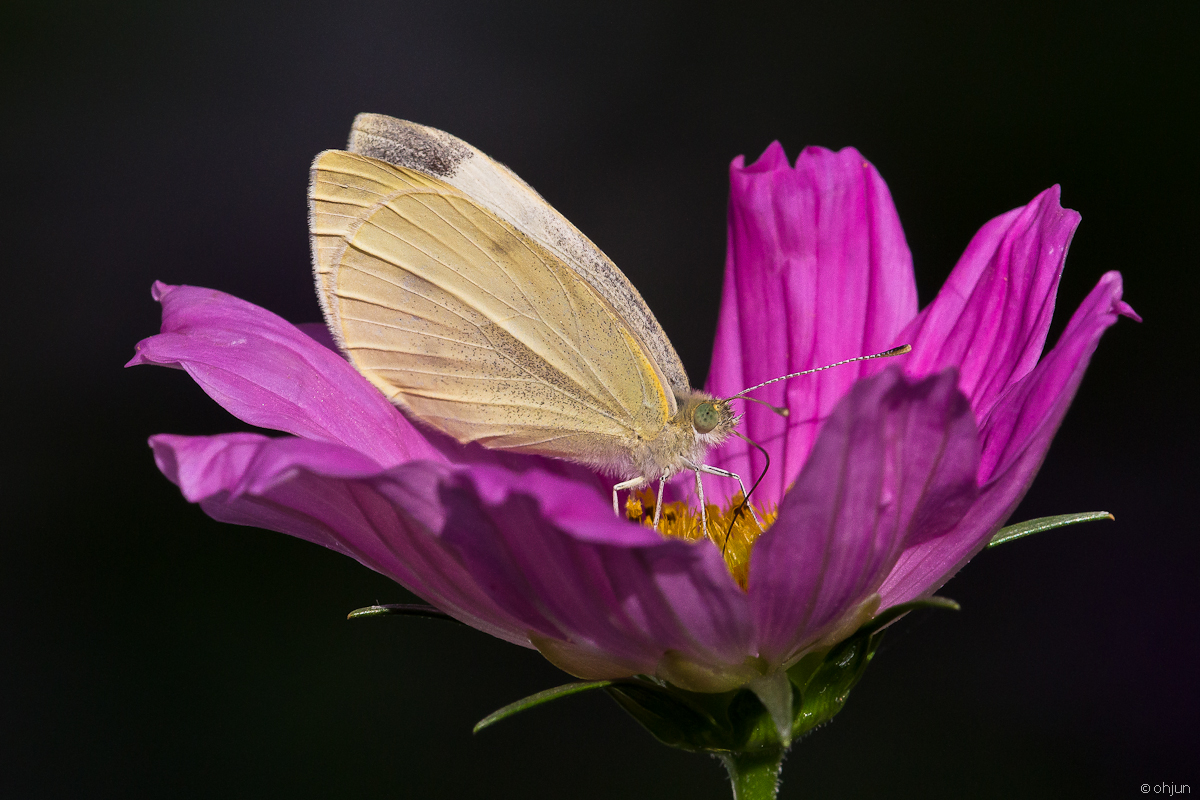 Kohlweissling auf Cosmea