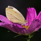 Kohlweissling auf Cosmea