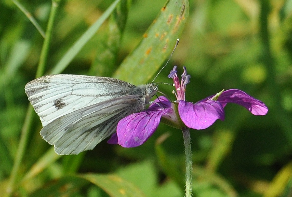 Kohlweißling auf die Blüte