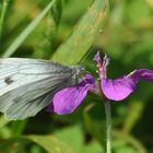 Kohlweißling auf die Blüte