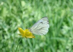 Kohlweißling auf einer Butterblume