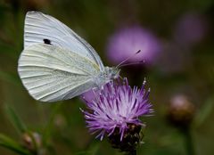 Kohlweissling auf einer Distel