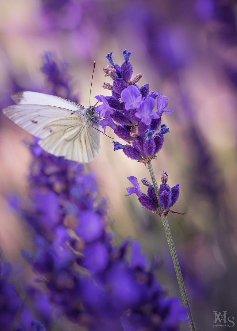 Kohlweissling auf einer Lavendelblüte 