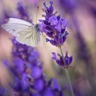 Kohlweissling auf einer Lavendelblüte 