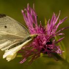 Kohlweißling auf Flockenblume