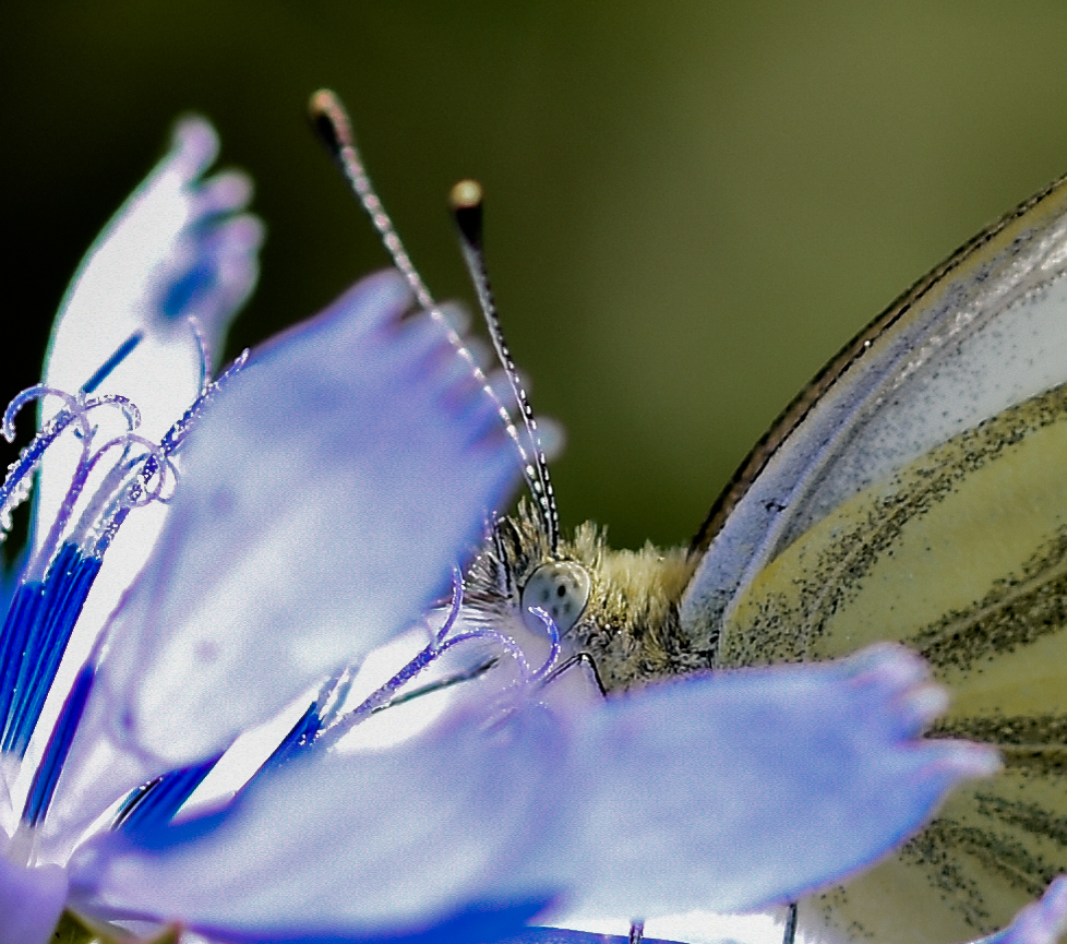 Kohlweißling auf Kornblume