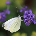 Kohlweissling auf Lavendel 2