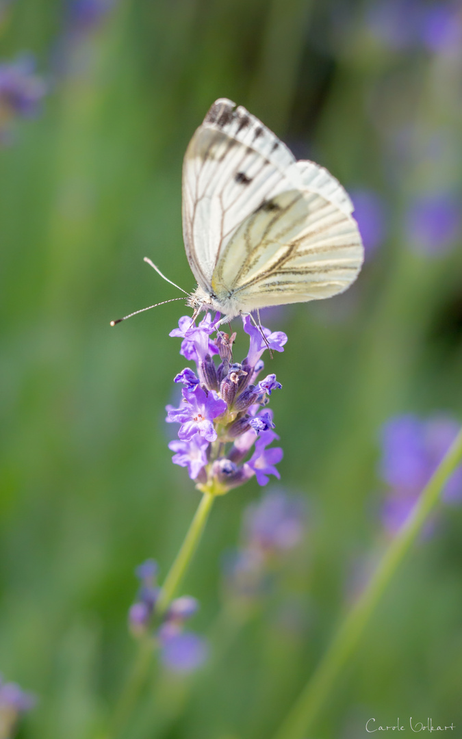 Kohlweissling auf Lavendel