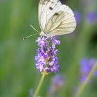 Kohlweissling auf Lavendel