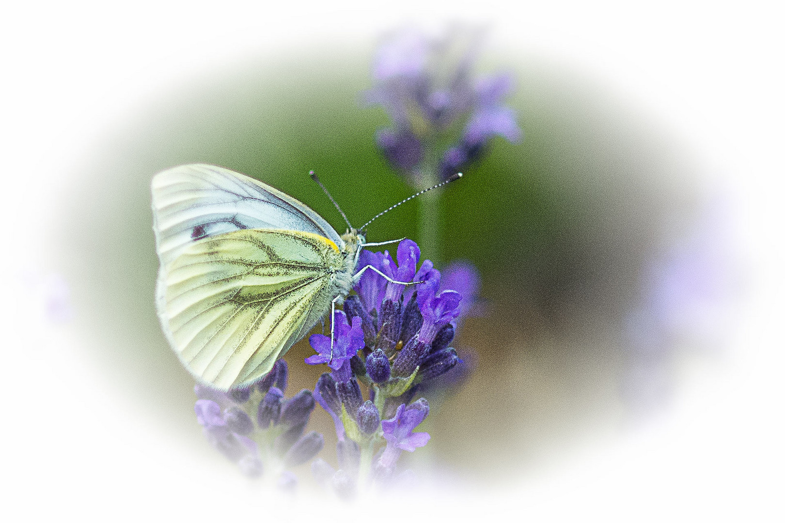 Kohlweißling auf Lavendel