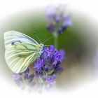 Kohlweißling auf Lavendel