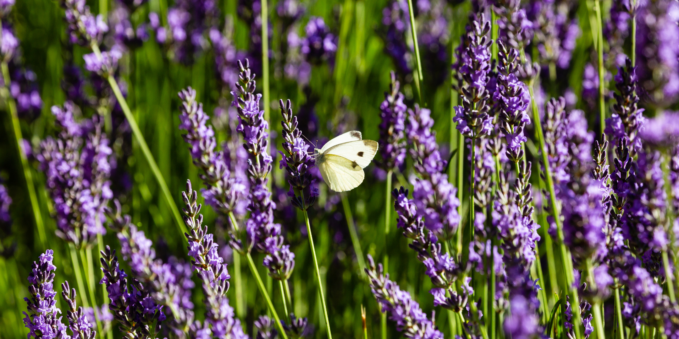 Kohlweissling auf Lavendel