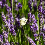 Kohlweissling auf Lavendel