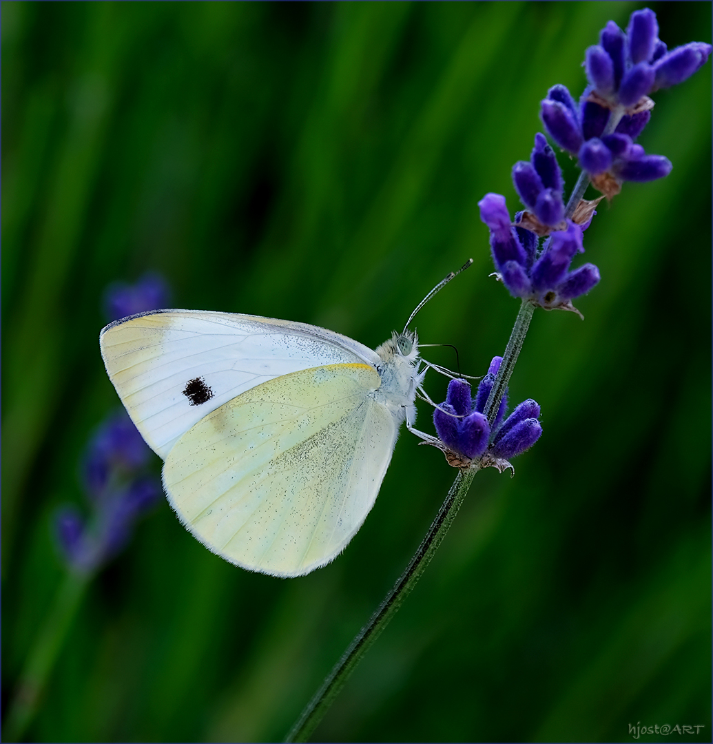 Kohlweißling auf Lavendel