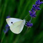 Kohlweißling auf Lavendel