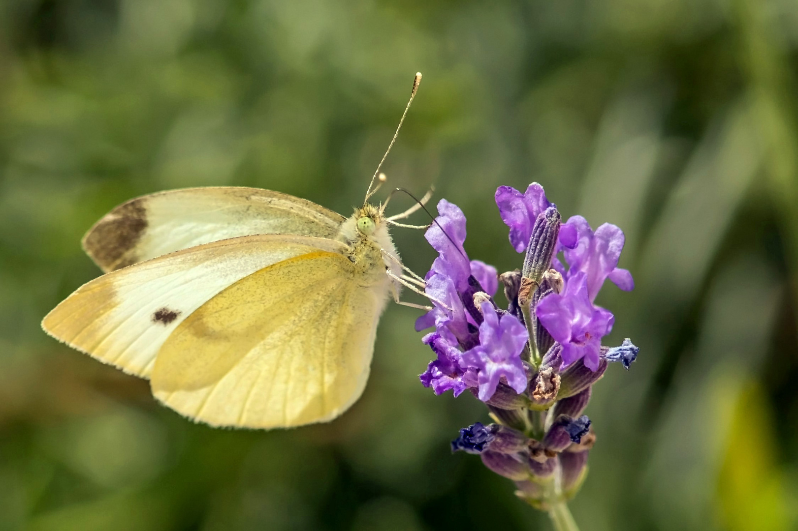 Kohlweißling auf Lavendel