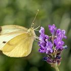 Kohlweißling auf Lavendel