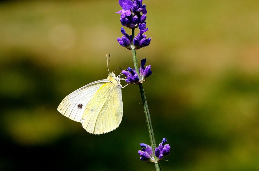 Kohlweissling auf Lavendel