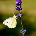 Kohlweissling auf Lavendel