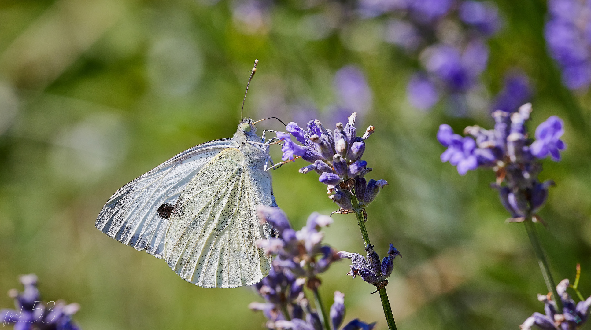 Kohlweissling auf Lavendel