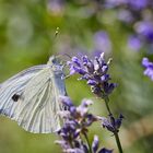 Kohlweissling auf Lavendel