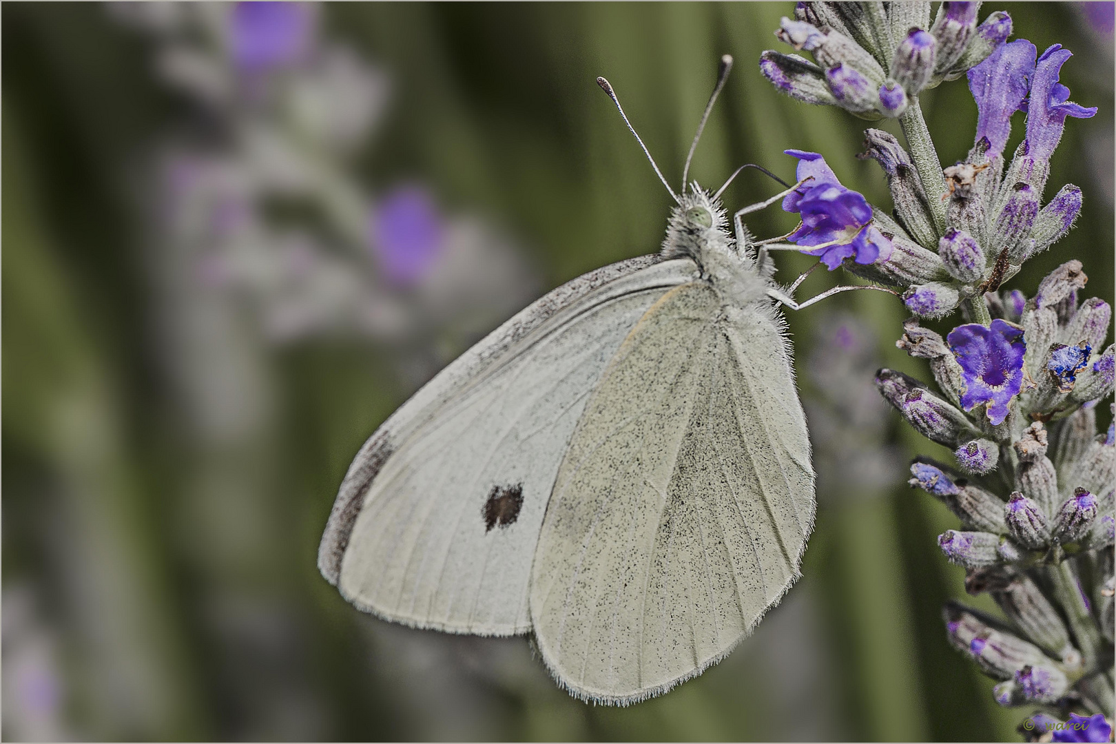 Kohlweißling auf Lavendel