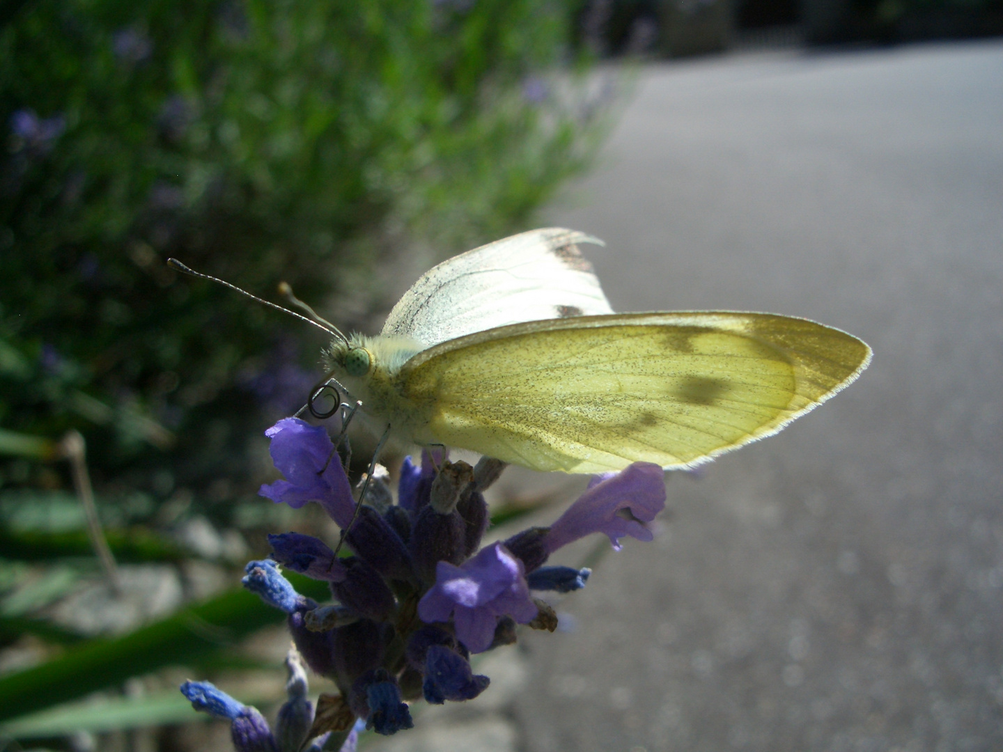 Kohlweißling auf Lavendel