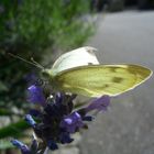 Kohlweißling auf Lavendel