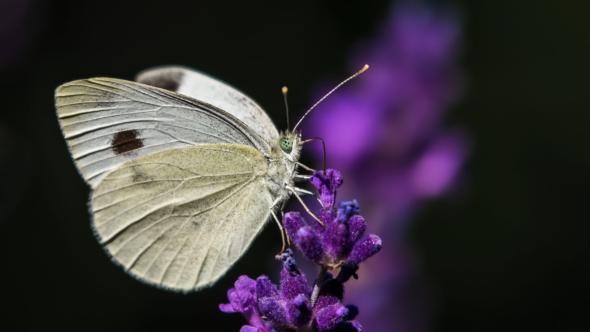 Kohlweißling auf  Lavendel