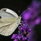 Kohlweißling auf  Lavendel