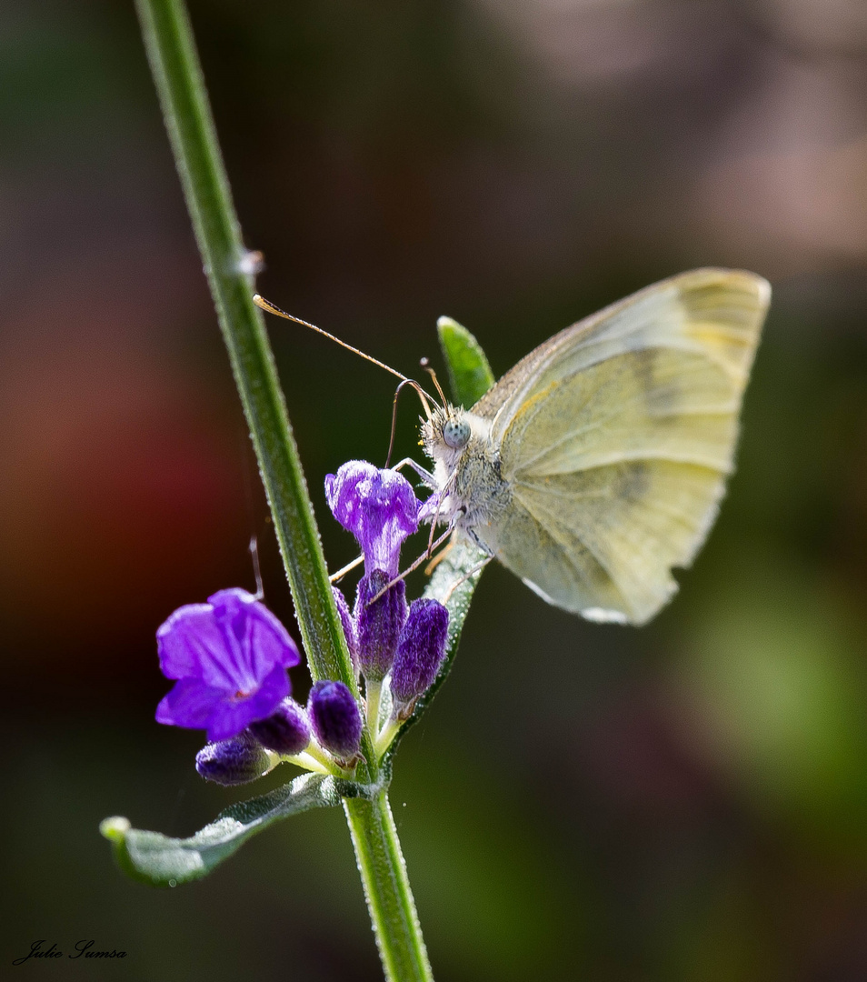 Kohlweißling auf Lavendelblüte