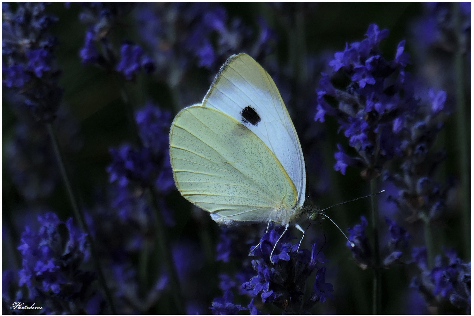 Kohlweißling auf Lavender