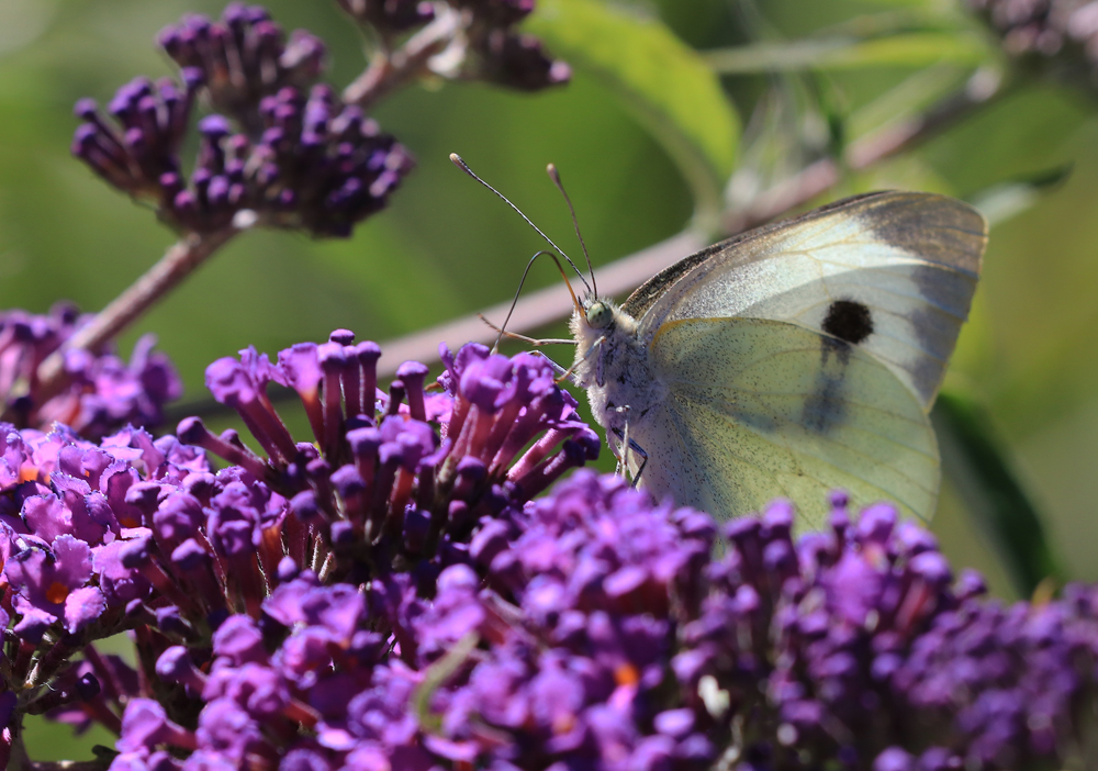 Kohlweissling auf meinem Sommerflieder