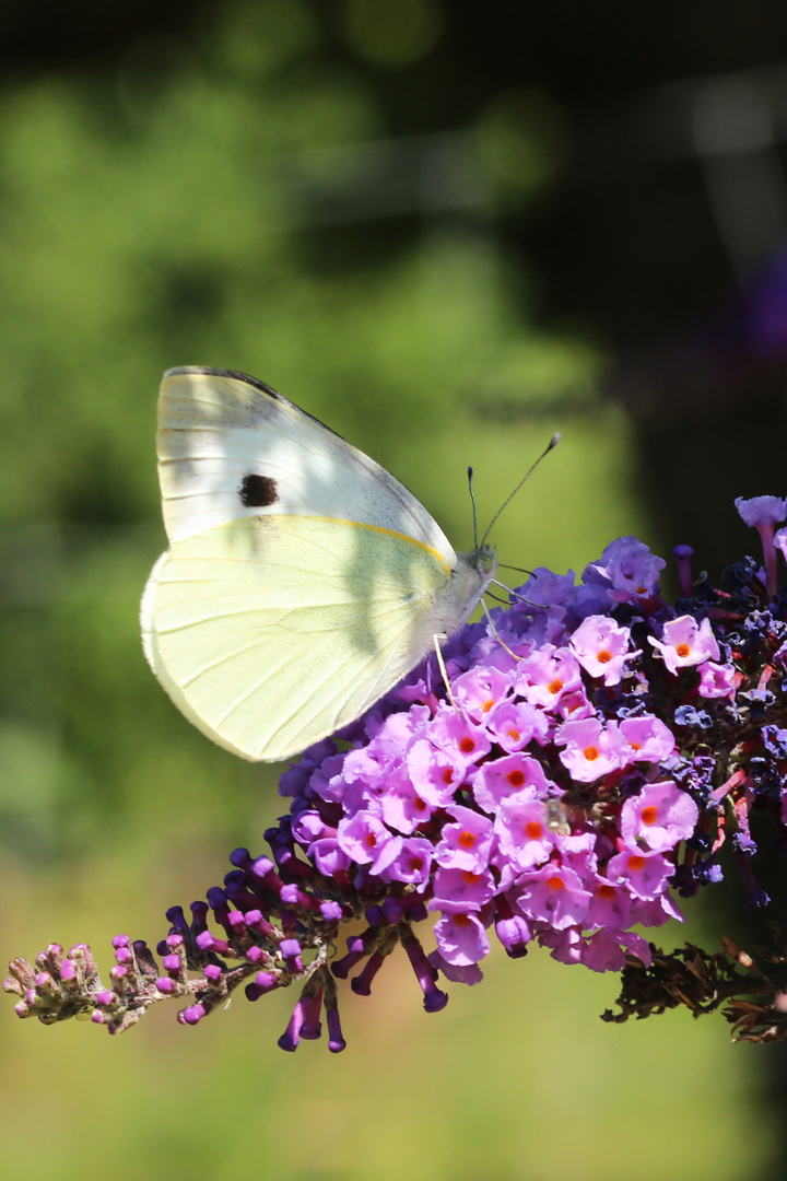 Kohlweißling auf Sommerflieder